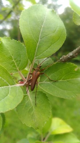 Stenocorus meridianus